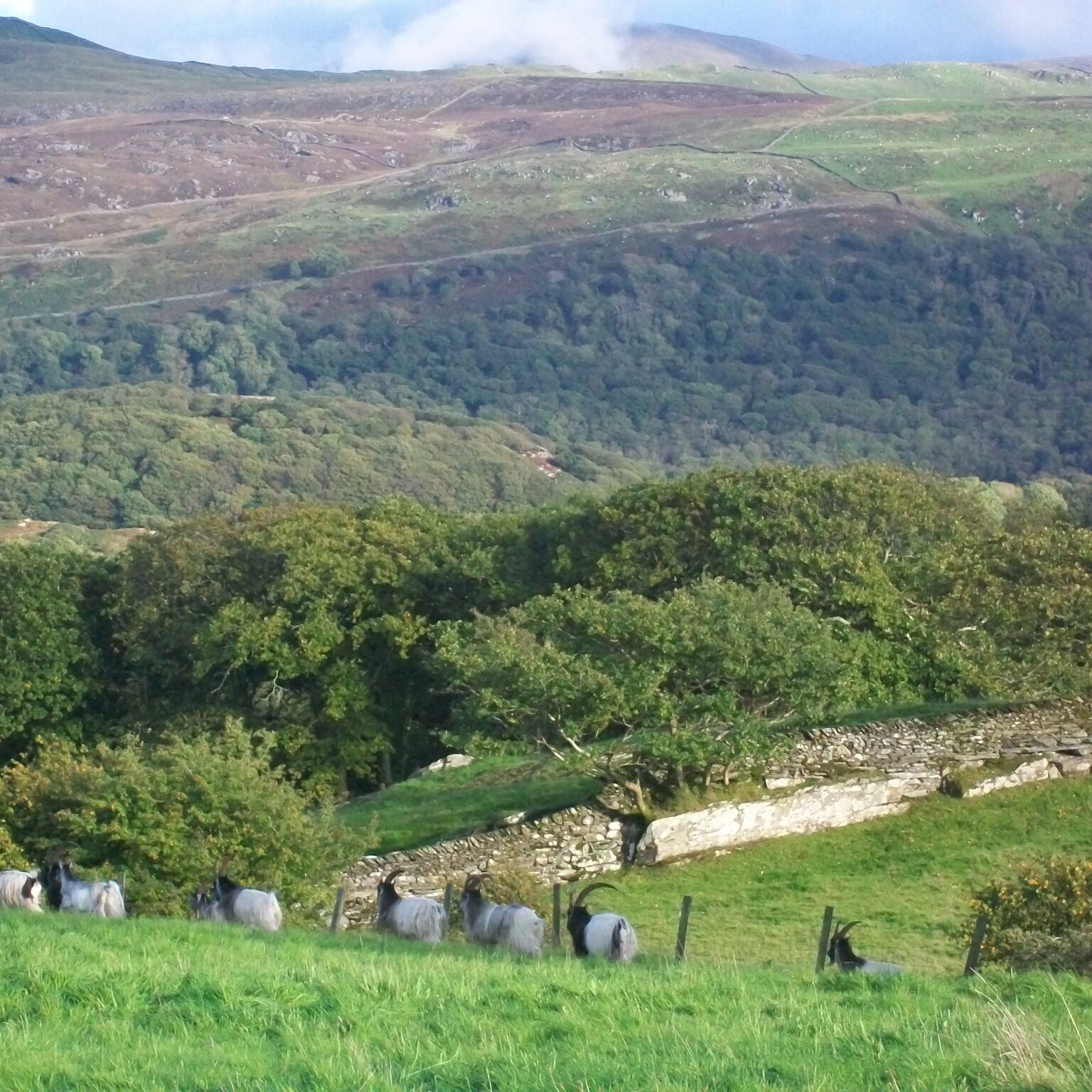 Wild goats from the hills at back of house  feasting in field next door